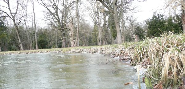 River flowing through forest