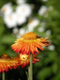 Close-up of coneflower blooming outdoors