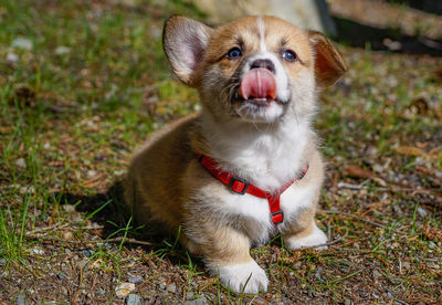 Portrait of dog sitting on field