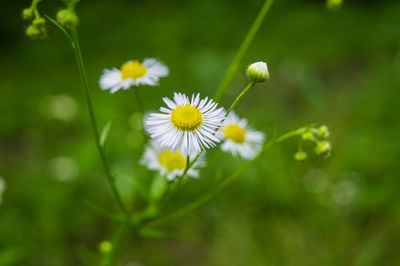 Close-up of white flowering plants