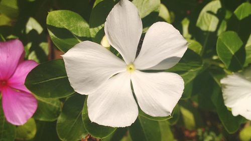 Close-up of white flower