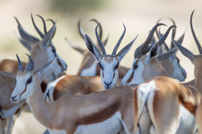 Close-up of deer