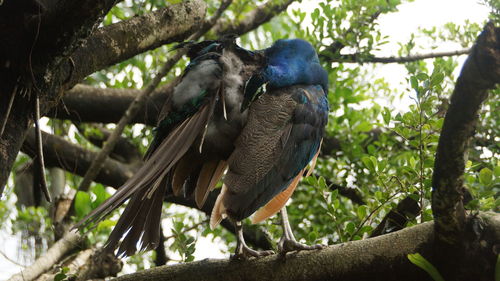 Low angle view of bird perching on tree in forest