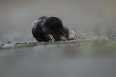 Close-up of snail on plant