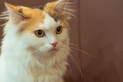 Close-up portrait of a cat