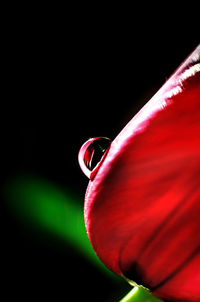 Close-up of red flower against black background