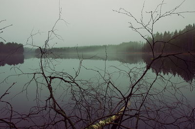 Bare tree by lake against sky