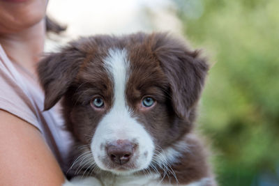 Midsection of woman carrying puppy