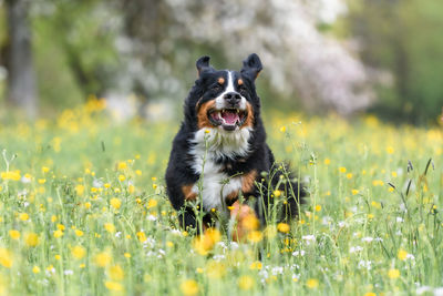 Dog running on field