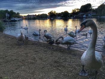 Swans in lake at sunset