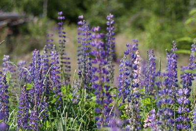 Close-up of purple flowers blooming outdoors