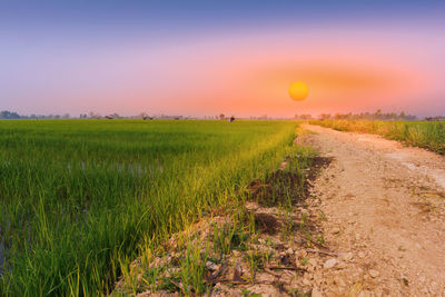 Scenic view of agricultural field against sky during sunset