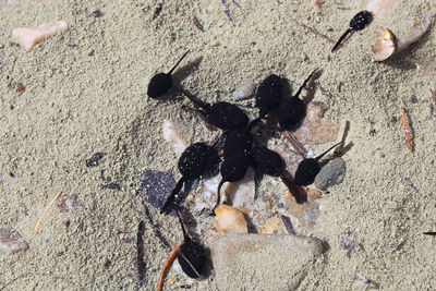 High angle view of insect on beach