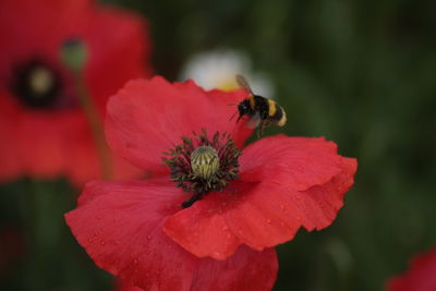 Close-up of bumblebee flying by red poppy flower