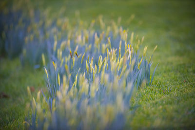 Close-up of purple crocus flowers on field
