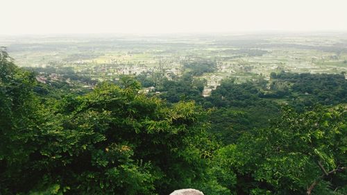 High angle view of trees in city against sky