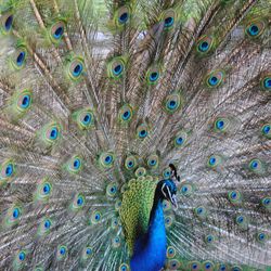 Full frame shot of peacock