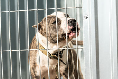 Portrait of dog in cage