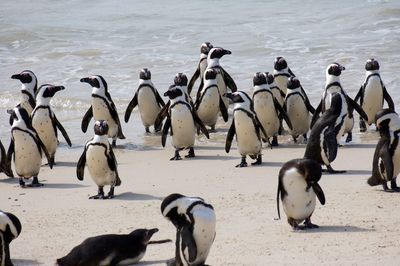 Flock of birds on beach