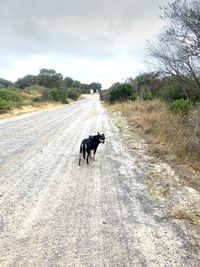 Dog running on road