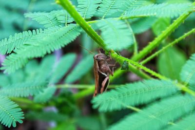 Close-up of insect on leaf