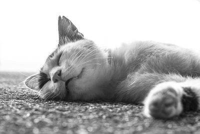 Close-up of domestic cat sleeping