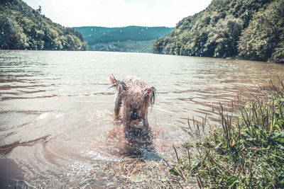 View of dog in lake