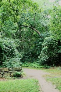 Trees in park