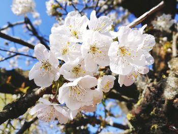 Close-up of white cherry blossoms in spring