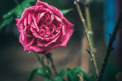 Close-up of a pink rose on a dark green background. after a rainy day