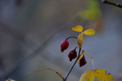 Close-up of red flowering plant