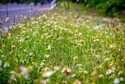 Close-up of white flowering plants on field