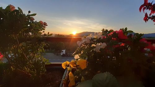 Flowering plants and trees against sky during sunset