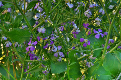 Close-up of purple flowers