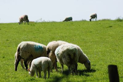 Sheep grazing in a field