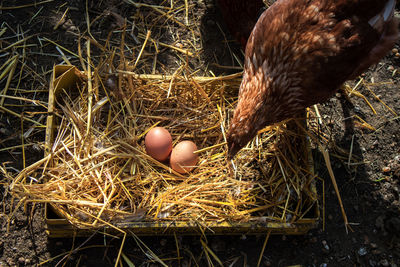 High angle view of bird in nest