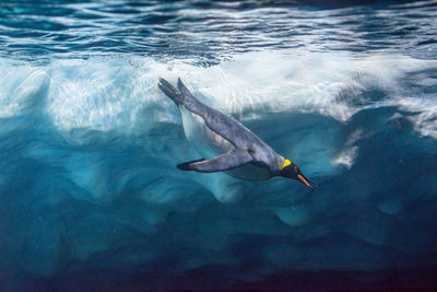 Fish swimming in sea