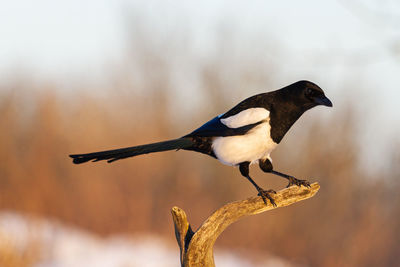 Close-up of bird perching on branch