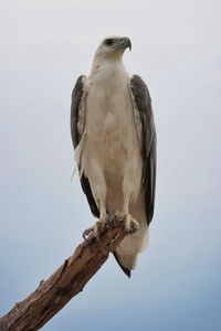 Low angle view of eagle perching on branch