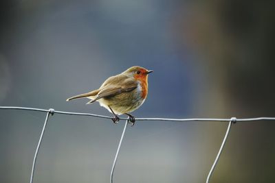 Close-up of european robin perching on steel cable