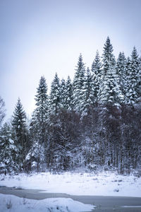 Snow covered trees in forest against sky