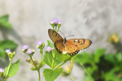 Close-up of butterfly pollinating on flower