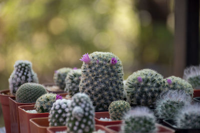 A beautifully arranged cactus garden that can be used as an advertising background.