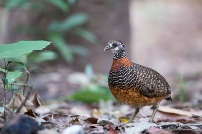 Close-up of a bird