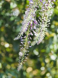 Close-up of purple flowering plant