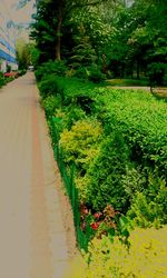 Footpath along trees