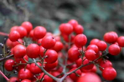 Close-up of cherries growing on tree