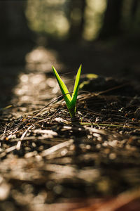 Close-up of small plant growing on field