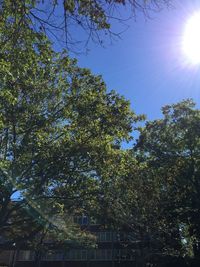 Low angle view of trees against sky