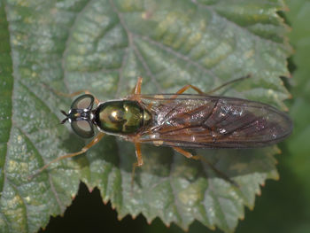 Close-up of insect on leaf